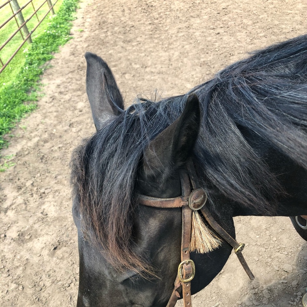 Meet your Posher, Emmie